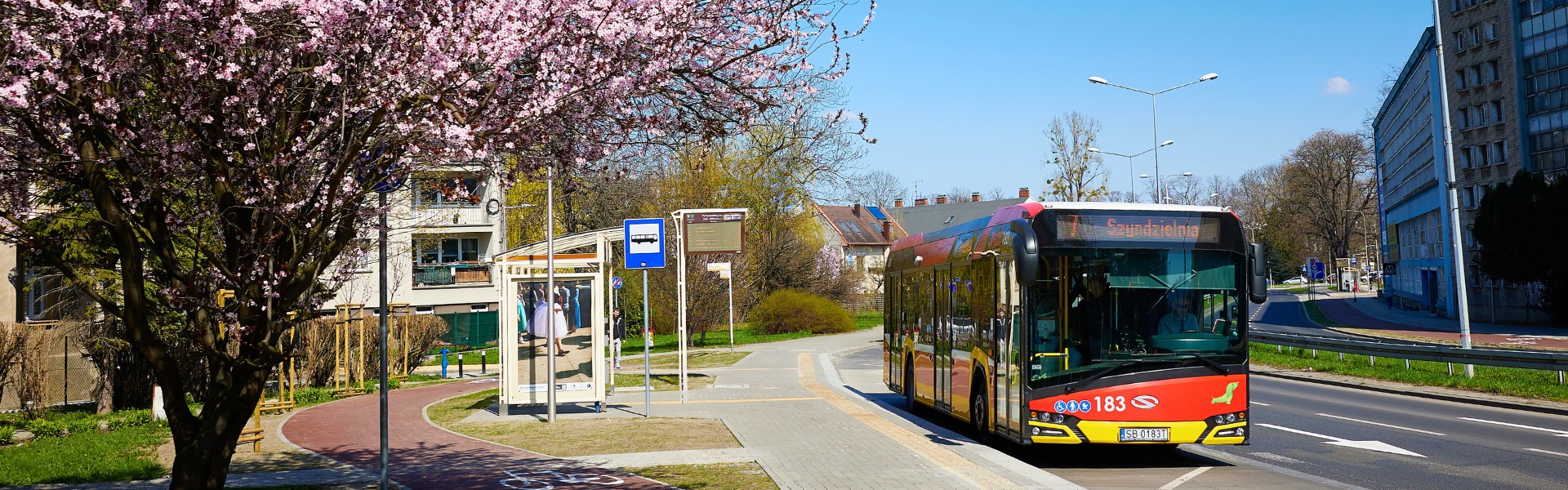 Autobus linii 7, kwiaty na pierwszym planie